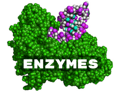 "enzyme" picture