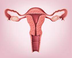 "ovary" picture