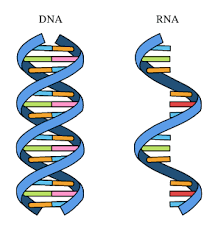 "rna" picture
