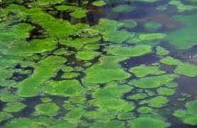 "algae" picture