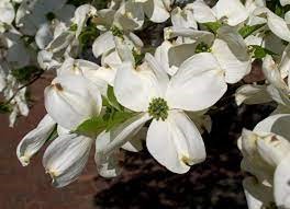 "dogwood" picture