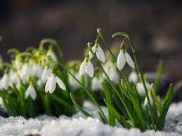 "snowdrop" picture