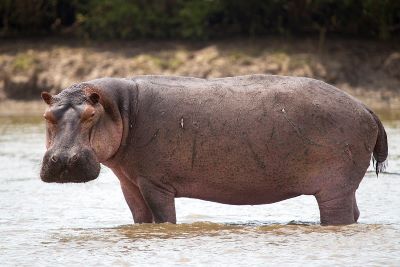 "hippopotamus" picture