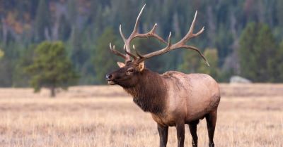 "elk" picture