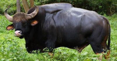 "gaur" picture