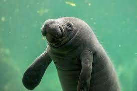 "manatee" picture