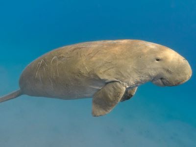 "dugong" picture