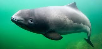"porpoise" picture