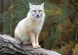 "corsac fox" picture