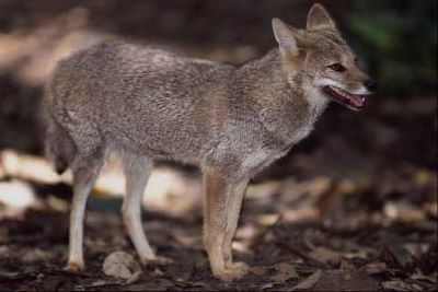 "hoary fox" picture