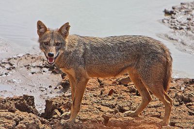 "jackal" picture