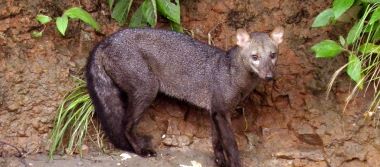 "short-eared dog" picture