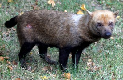 "bush dog" picture