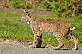 "bobcat" picture