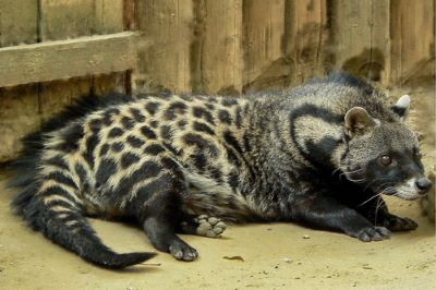 "civet" picture