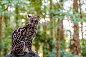 "margay" picture