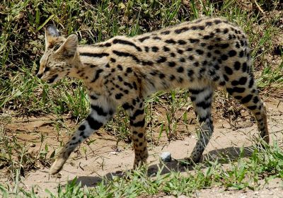 "serval" picture