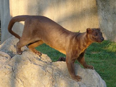 "fossa" picture