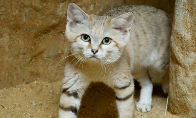 "sand cat" picture