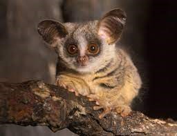 "bushbaby" picture