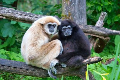 "gibbon" picture