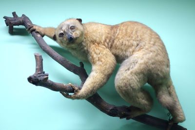 "potto" picture