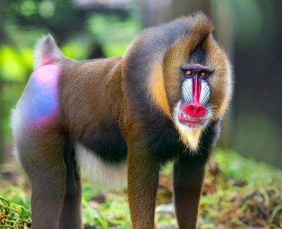 Mandrill Energize マンドリル mandrill とは？ | Lingoland 英和辞典