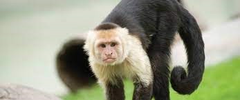 "capuchin" picture