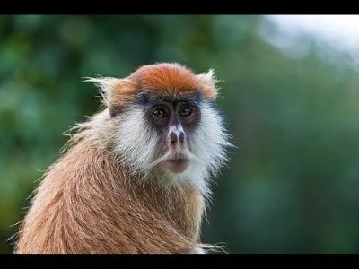 "hussar monkey" picture