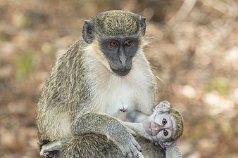 "green monkey" picture