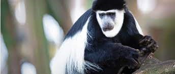 "colobus monkey" picture