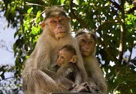 "bonnet monkey" picture