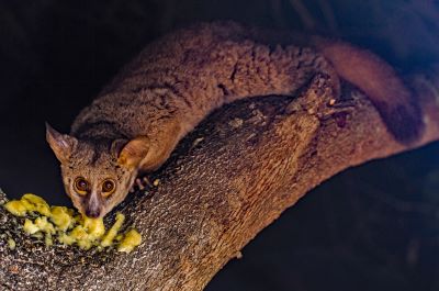 "galago" picture