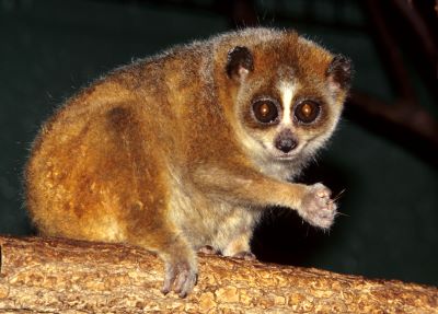 "lorisidae" picture