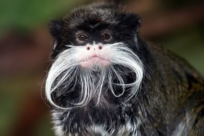 "tamarin" picture