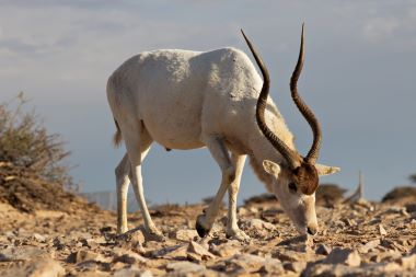 "addax" picture