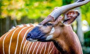"bongo" picture