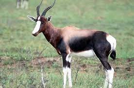 "bontebok" picture