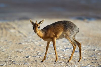 "dik-dik" picture