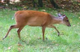 "duiker" picture