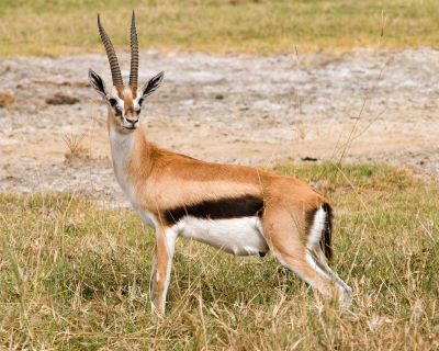 "gazelle" picture
