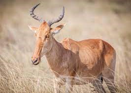 "hartebeest" picture