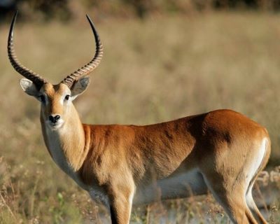 "lechwe" picture
