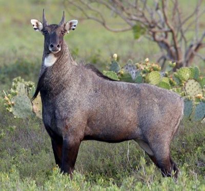 "nilgai" picture