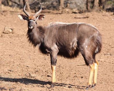 "nyala" picture