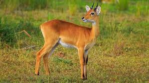"oribi" picture