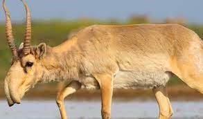 "saiga" picture