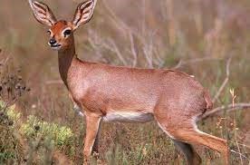 "steenbok" picture