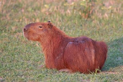"capybara" picture
