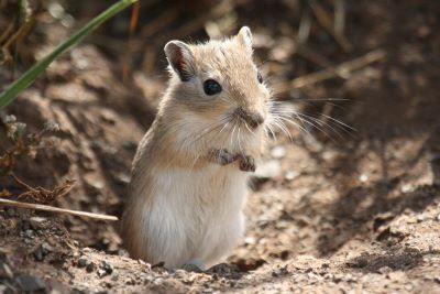 "gerbil" picture